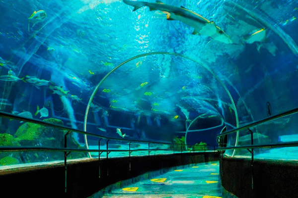 angraway-paytour-citytour-rio_0009_aquario-03