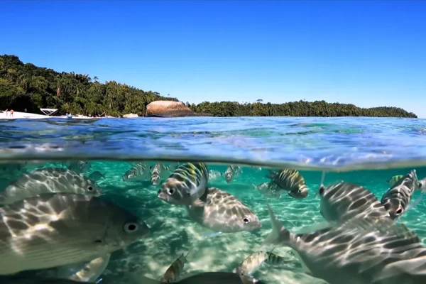 viva-angraway-dentista-06